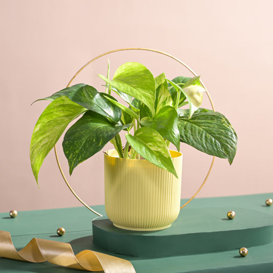 Ugaoo Variegated Money Plant with Ibiza Pot