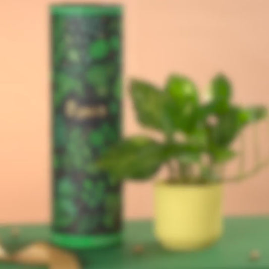 Ugaoo Variegated Money Plant with Ibiza Pot